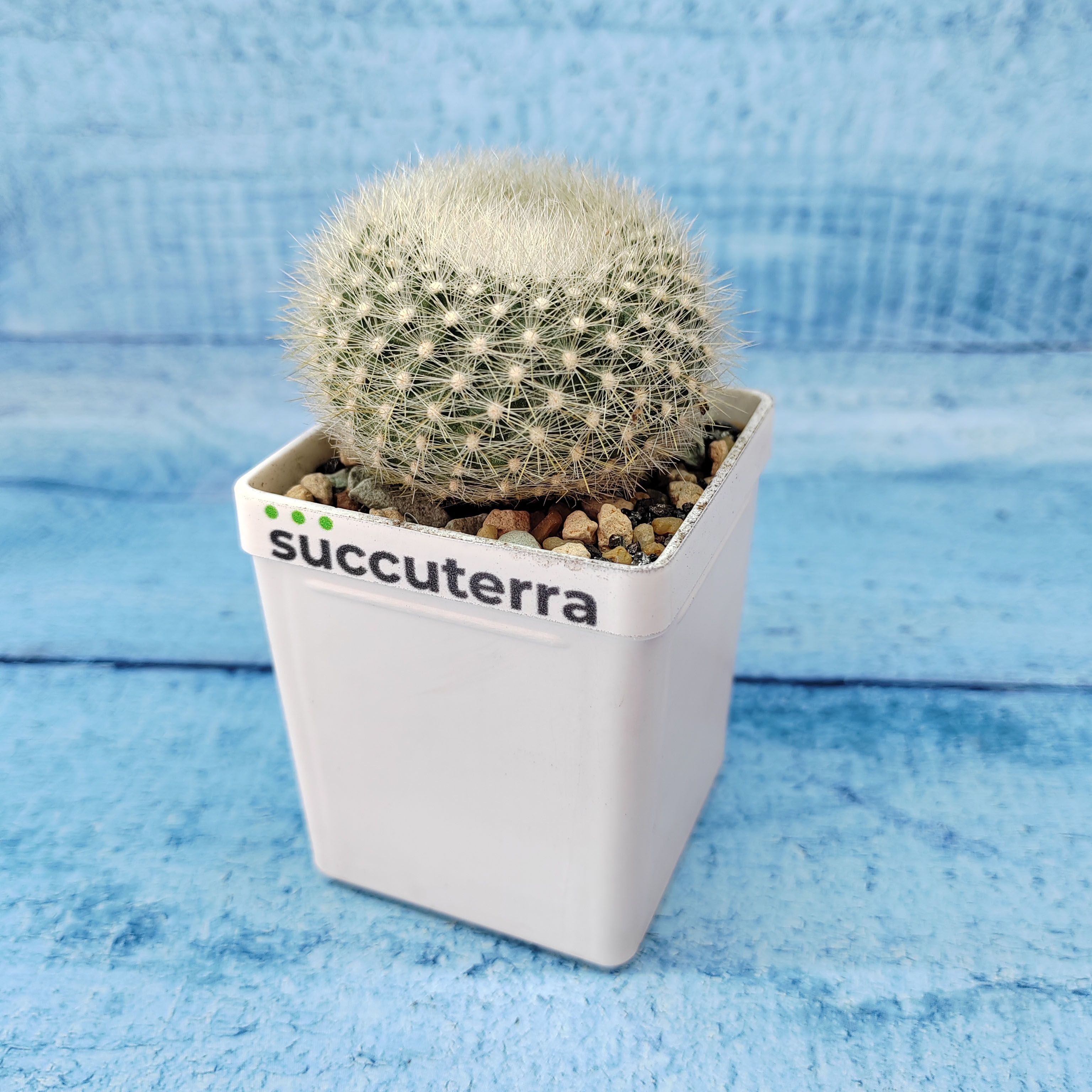 Кактус Notocactus Haselbergii (Нотокактус). Диаметр горшка 5 см. Субстрат Succuterra Classic и фирменный горшочек в комплекте.