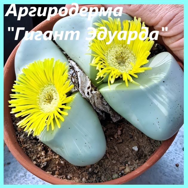 Аргиродермакратерообразная"ГигантЭдуарда"-Argyrodermacrateriforme"Eduard