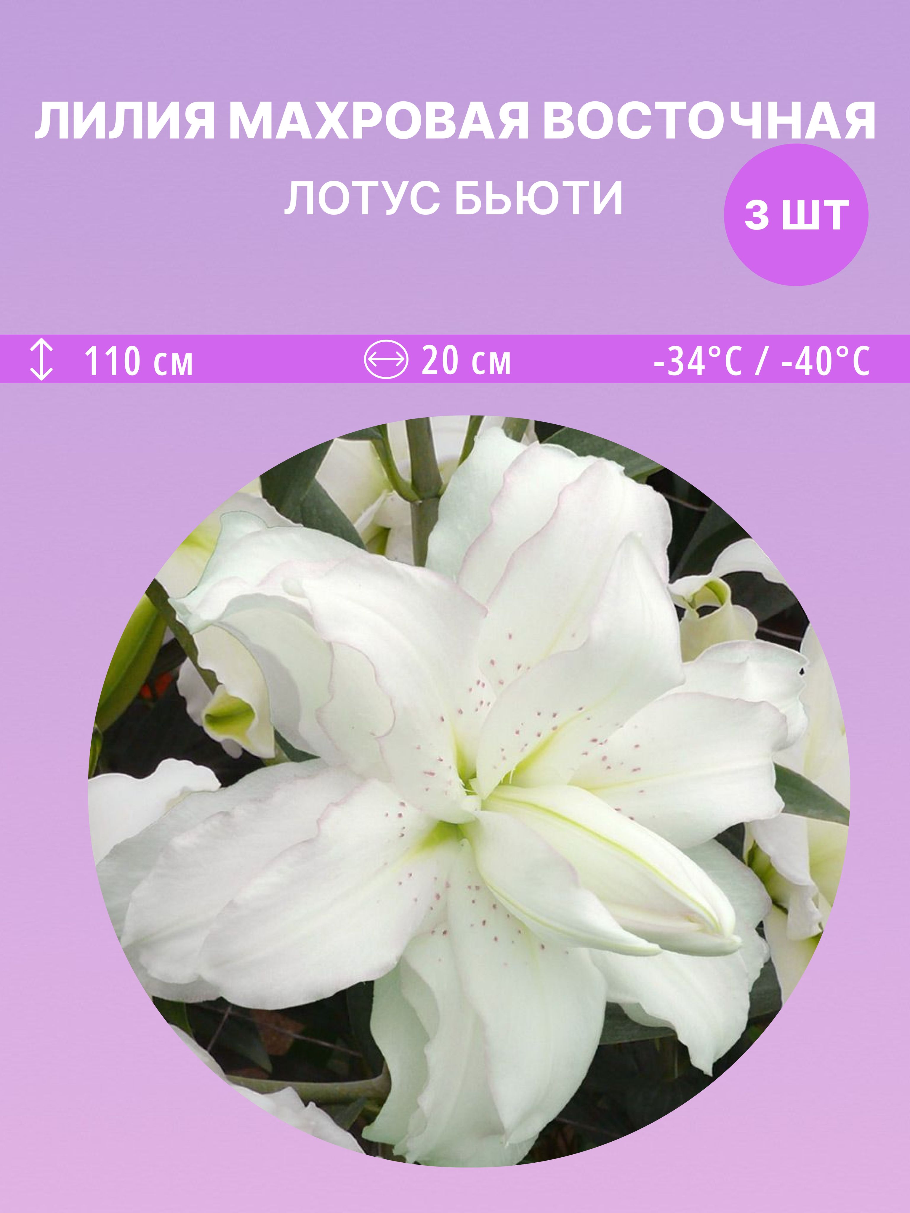 ЛилиявосточнаяЛотусБьюти,многолетниецветыдлясадаидачи3луковицы