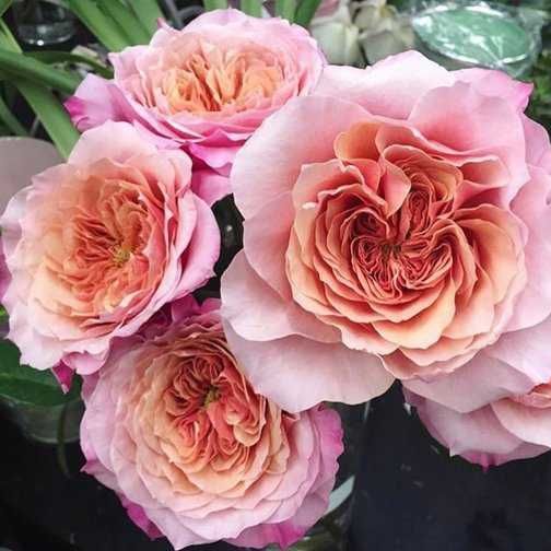 Роза японская Мияби Ча (Miyabi Cha) / саженец розы