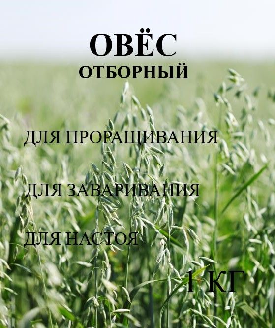 Овес для заваривания, отваров и настоя , для проращивания. Микрозелень для проращивания