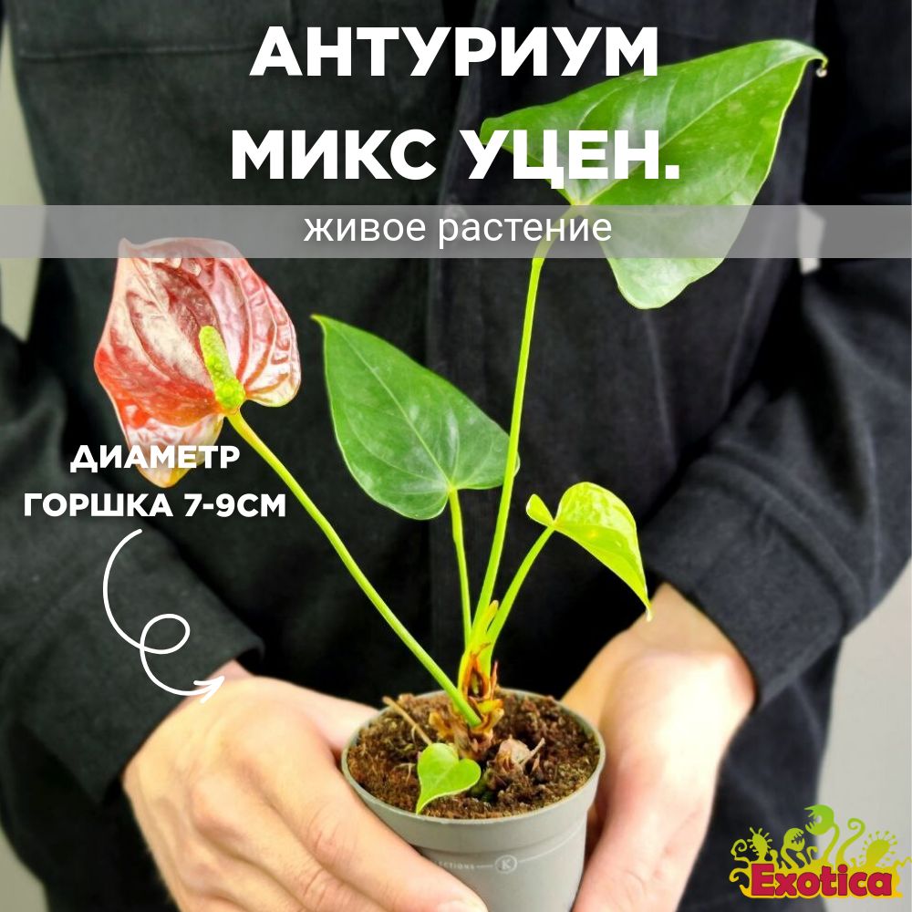 Антуриум Микс Уцен. (Anthurium Mix) D7-9см