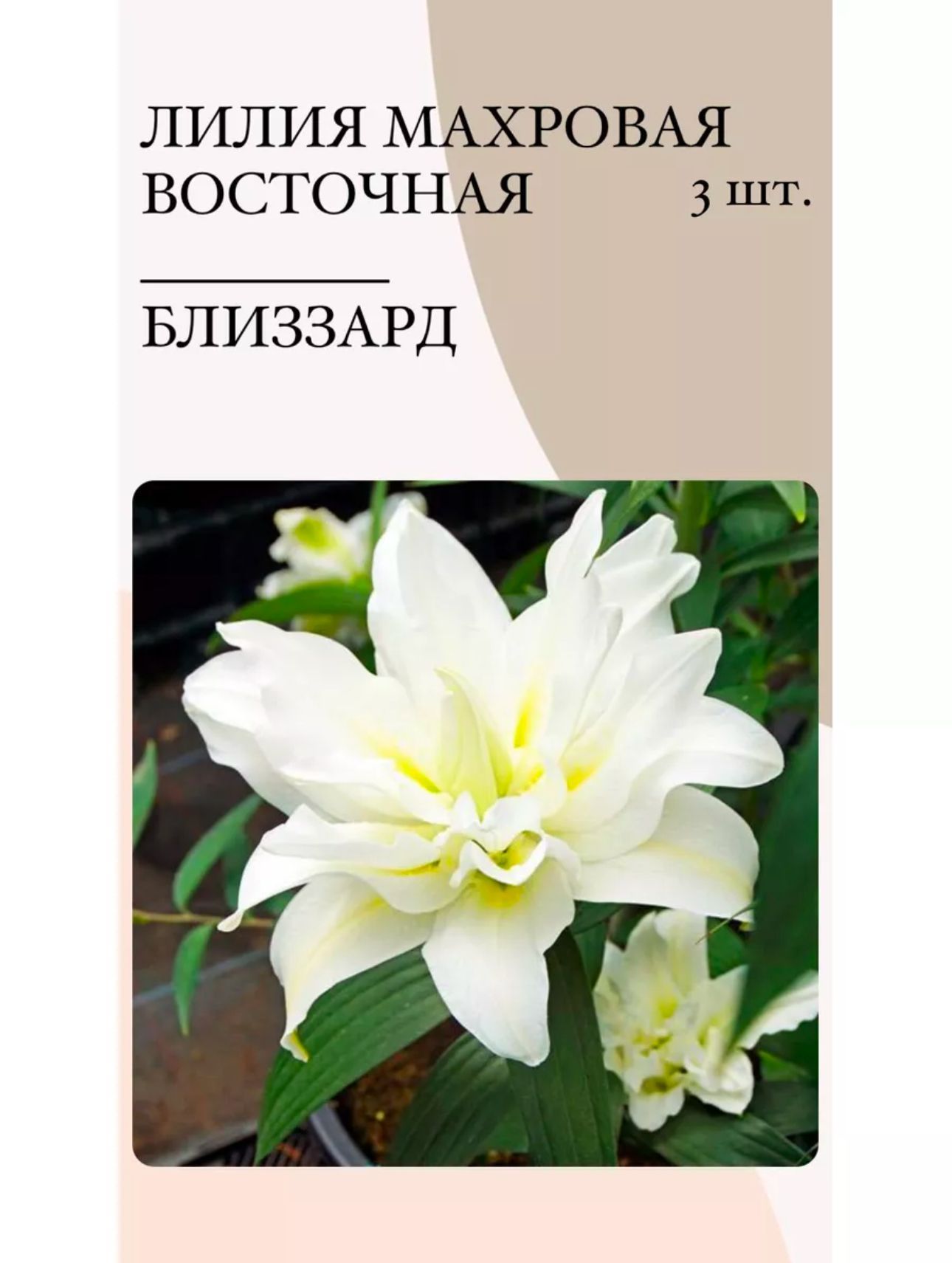 Луковицылилиимноголетниецветы