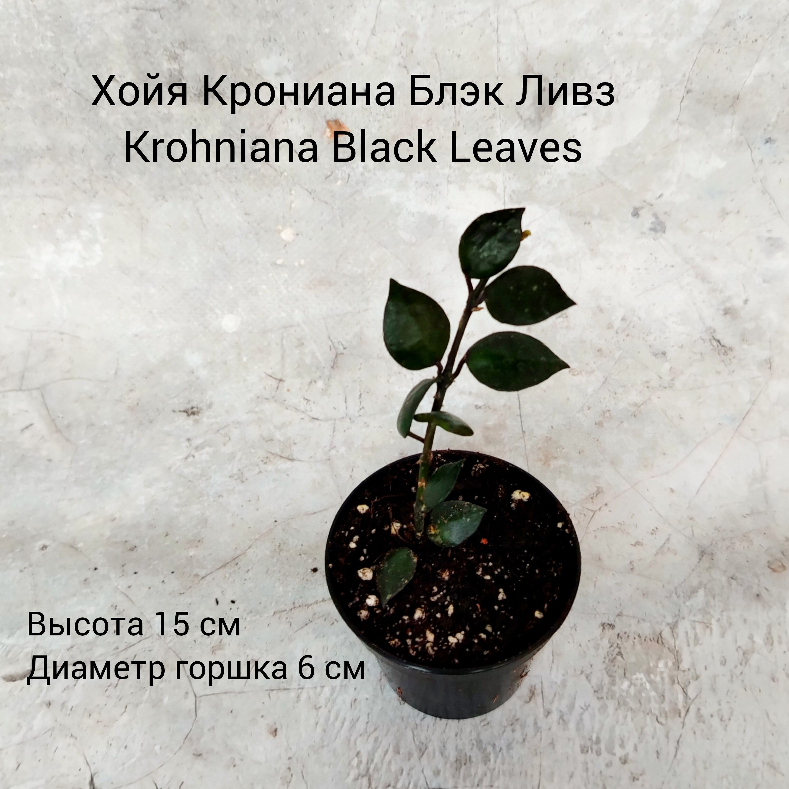 Комнатные растения, цвет Black, 6 см, 1 шт