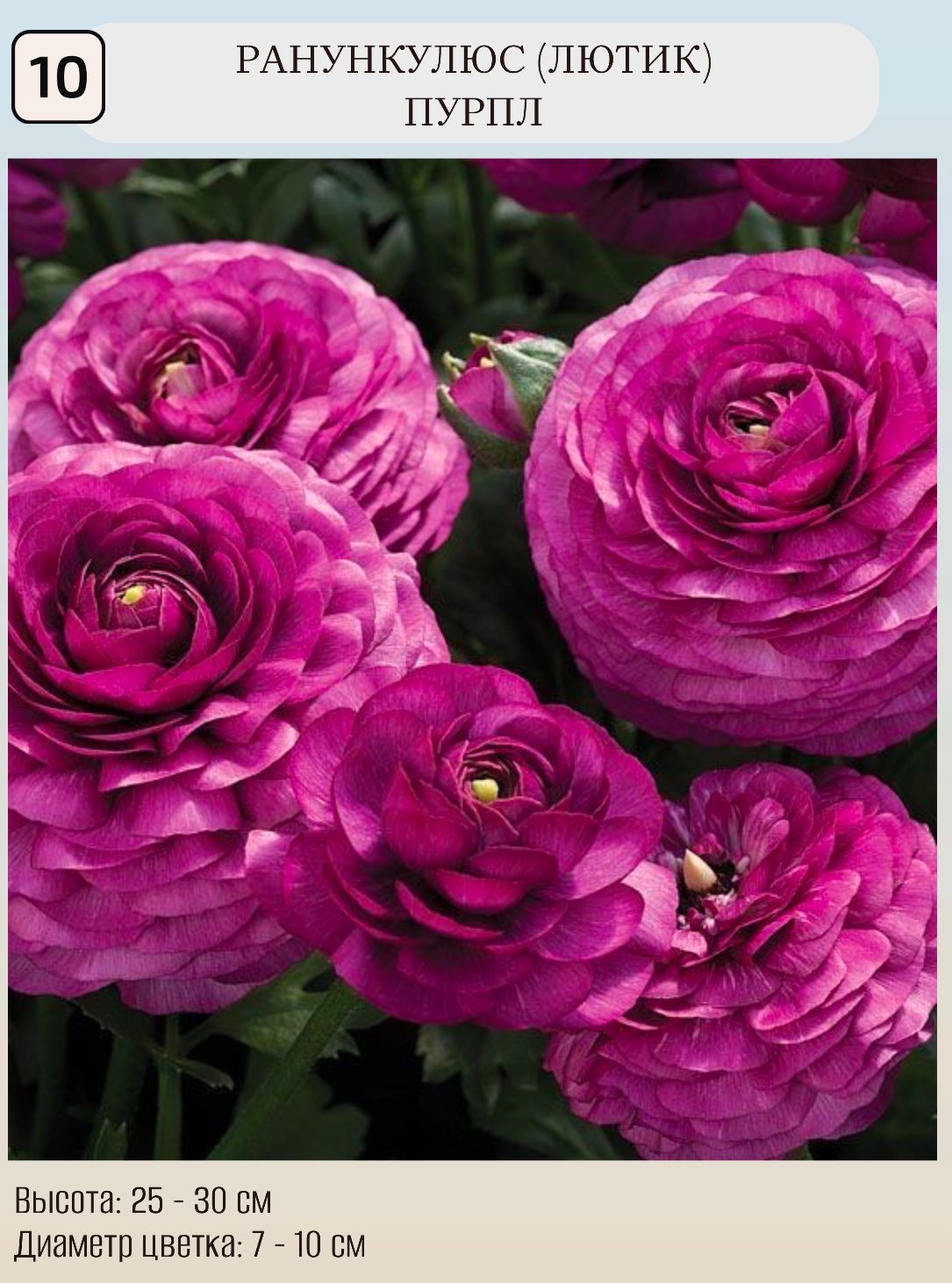 Ранункулюс многолетний или однолетний. Ранункулюс пикоти. Ранункулюс однолетнее. Ранункулюс однолетний. Ранункулюс садовый лютик красный.