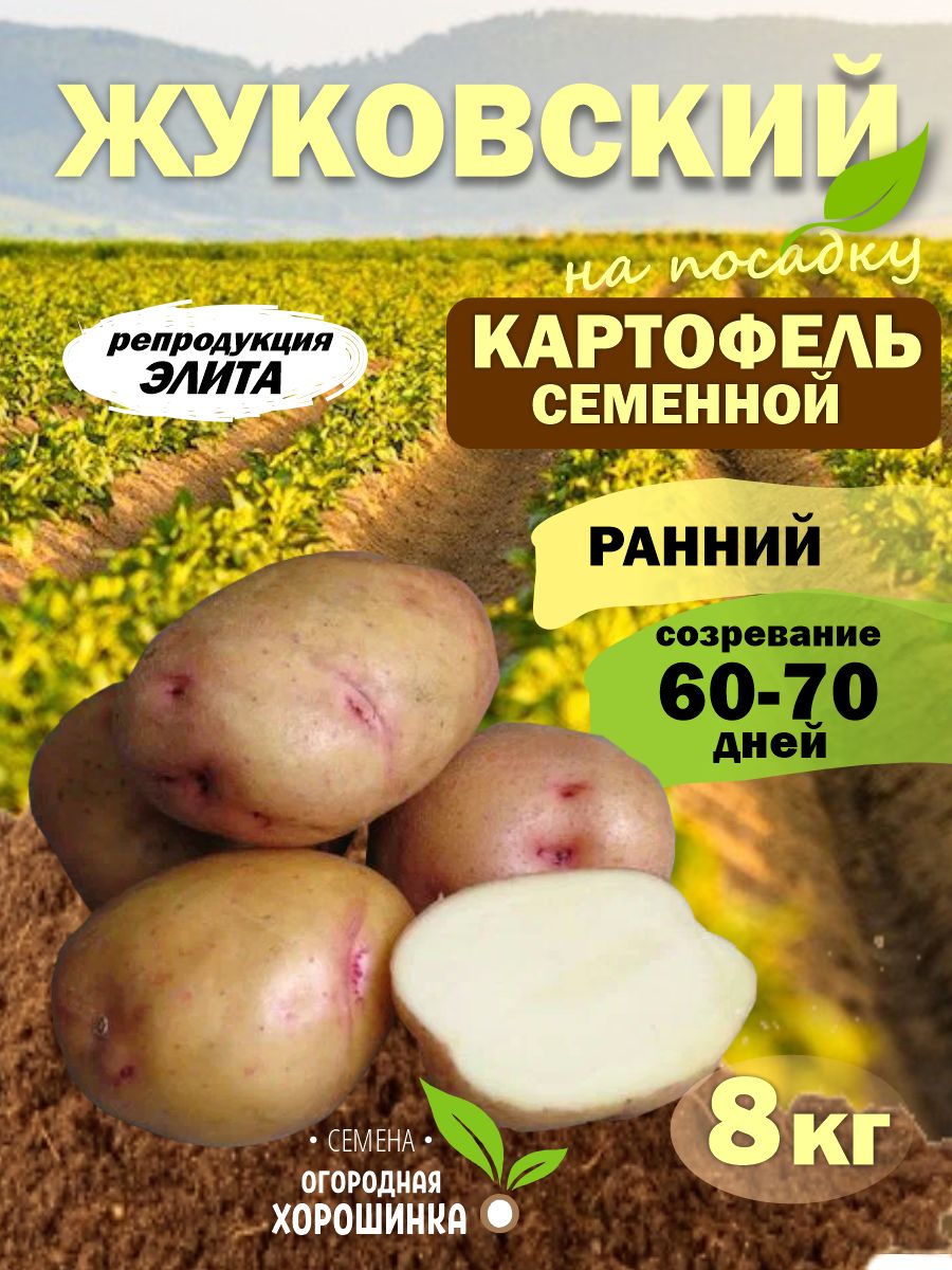 Подготовка клубней картофеля к посадке