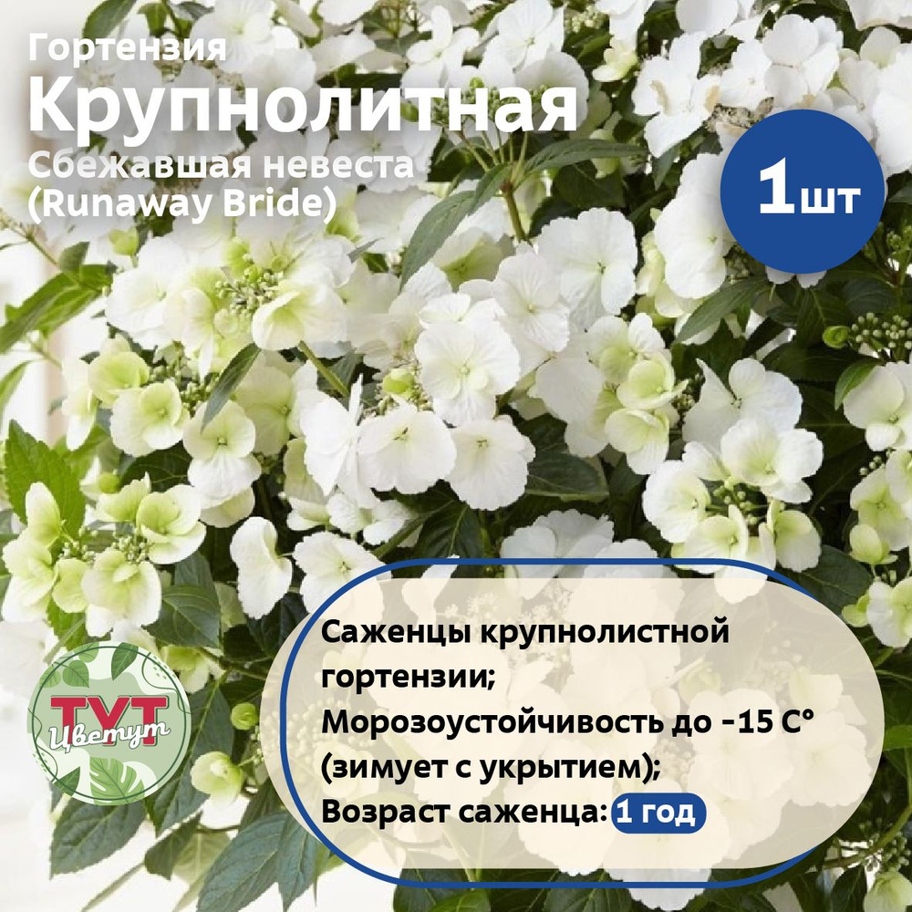 Гортензия Крупнолистная Сбежавшая невеста (Runaway Bride) в горшке 0,7 ...