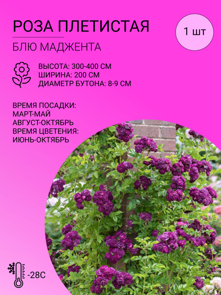 Роза Роза плетистая - купить по выгодным ценам в интернет-магазине OZON ...