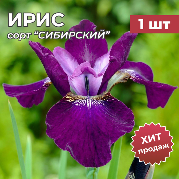 Луковицы Ирисы Калатея купить по выгодной цене в интернет-магазине OZON ...