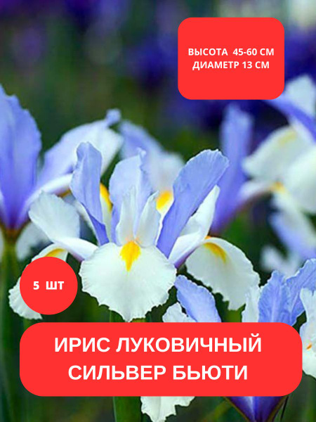 Ирис луковичный; Цветок ириса купить на OZON по низкой цене (1444905191)
