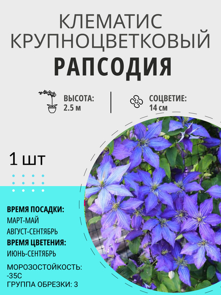 Клубни Клематис, Клематисы купить по выгодной цене в интернет-магазине ...