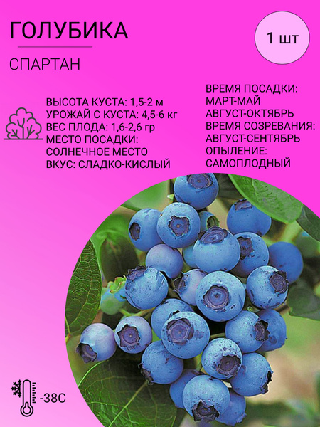 Голубика Голубика - купить по выгодным ценам в интернет-магазине OZON ...