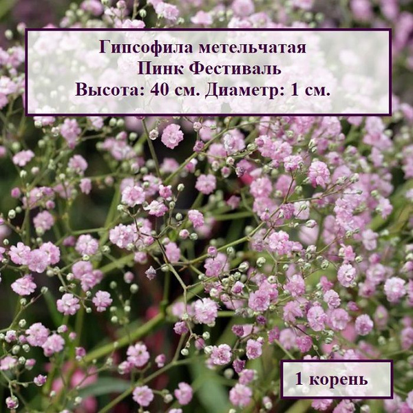 Луковицы Гипсофилы многолетние COLORLINE купить по выгодной цене в ...