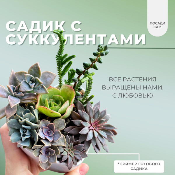 Суккуленты Живые Купить В Москве