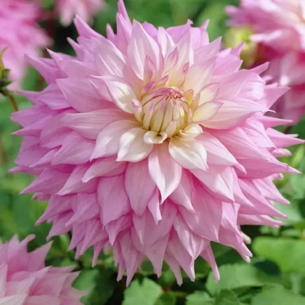 Клубни Георгины Holland Bulb Market купить по выгодной цене в интернет ...