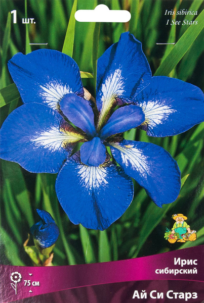 Луковицы Ирисы купить по выгодной цене в интернет-магазине OZON ...