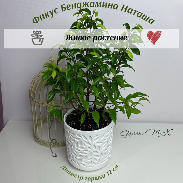 Фикус, цвет Фикус Бенджамина Наташа (Ficus Natasja)40см, 13 см, 08834 ...