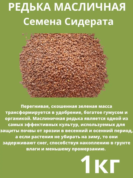 Редька Масличная 1 кг - купить по выгодным ценам в интернет-магазине ...
