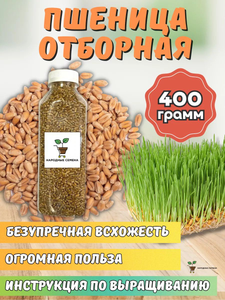 НАРОДНЫЕ СЕМЕНА пшеница - купить по выгодным ценам в интернет-магазине ...