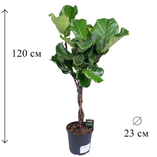 Фикус зеленый, 23 дм, 1 шт - купить по выгодной цене в интернет ...