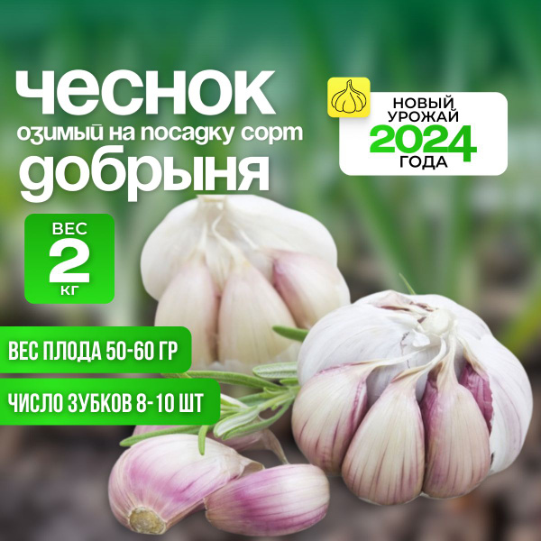 Чеснок на посадку озимый / Сорт отборный морозостокий / Добрыня для ...