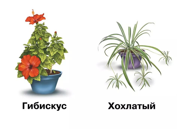 Комнатные растения и уход за ними. Демонстрационный материал для ...
