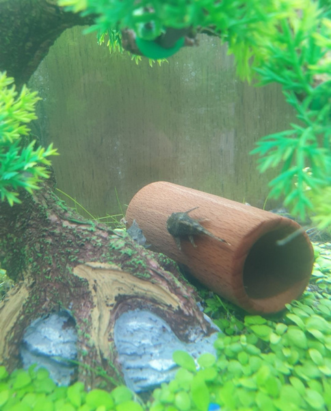 Трубка для сомов сквозная Бук 9см (декорация для аквариума, грот ...