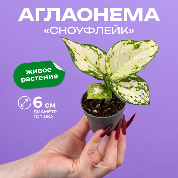 Аглаонема Сноуфлейк диам 6 см высота 10 см купить на OZON по низкой ...