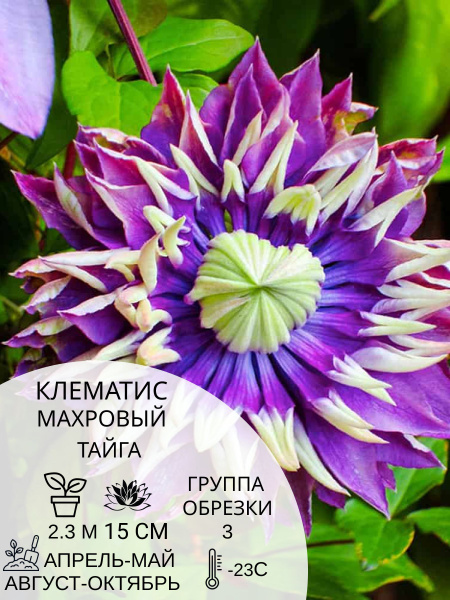 Клематис клематис - купить по выгодным ценам в интернет-магазине OZON ...