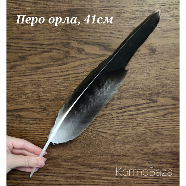 Перо хищной птицы. Перо орла, 41см. Натуральные перья купить на OZON по ...