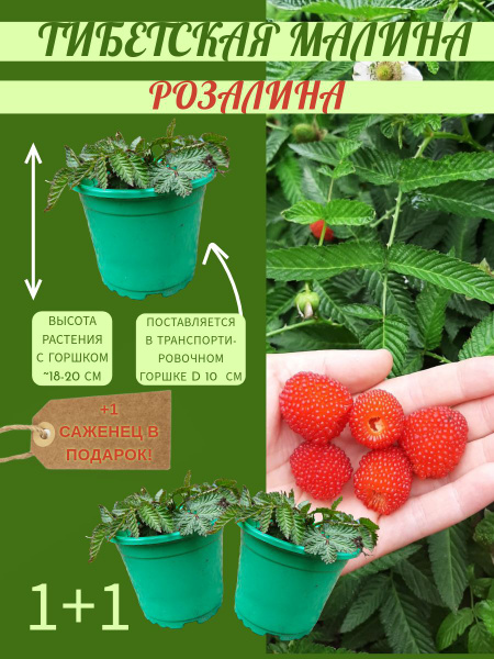 Тибетская малина розолистная, саженец h 20 см трёхлетний в горшке d 10 ...
