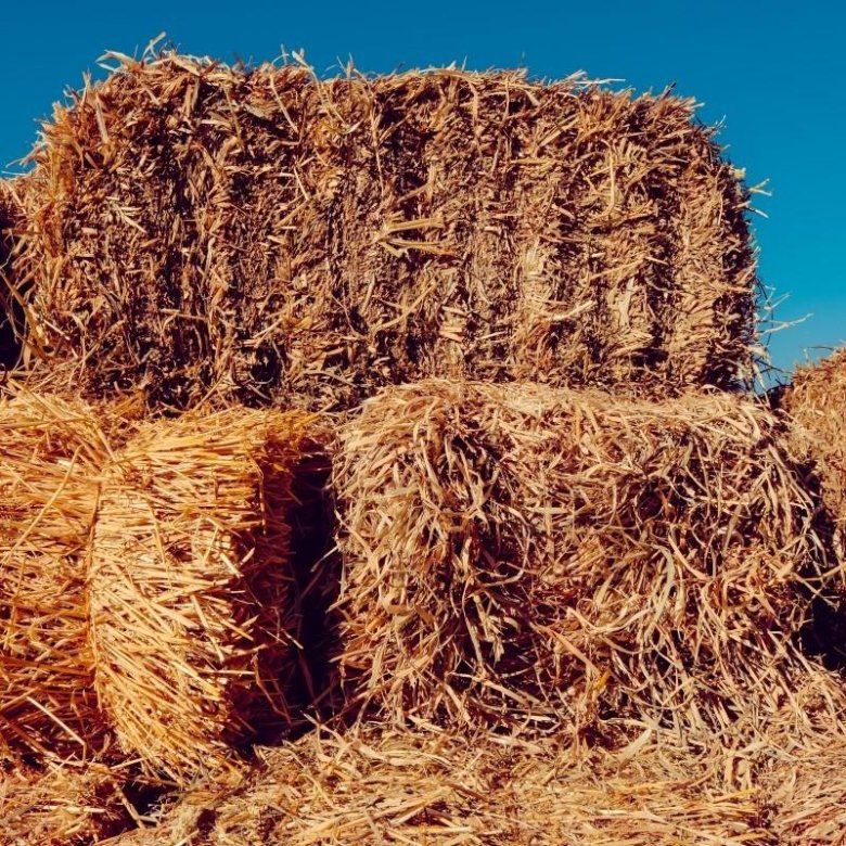 Яровая солома. Ячменная солома. Мякина ячменная. Рисовая солома. Сноп зерна.