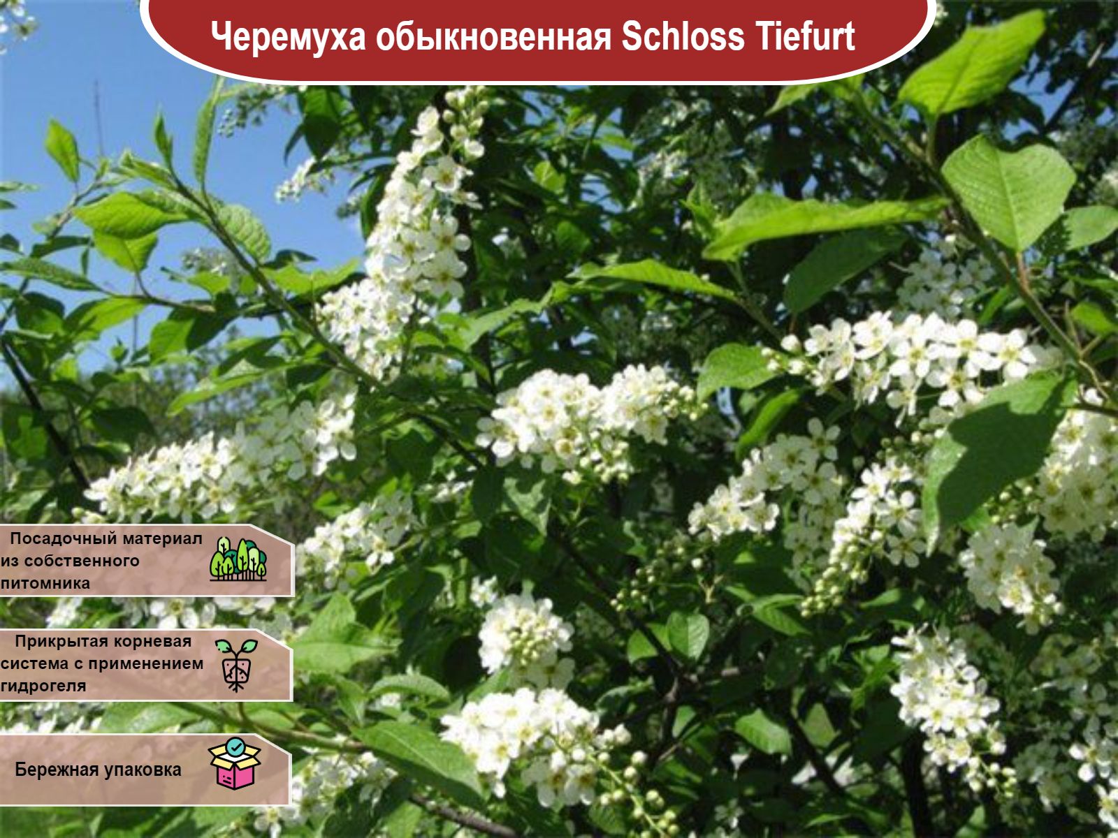 Поляну лесную и черемуху в белом
