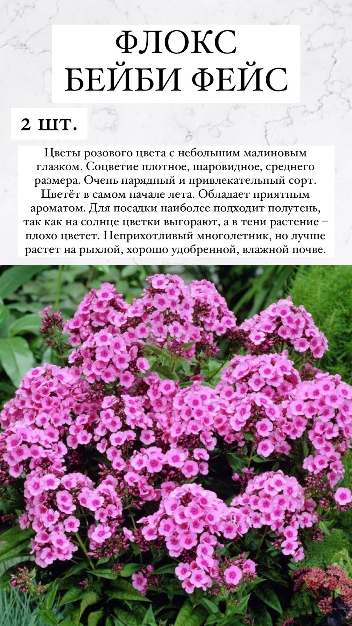 Флоксы характеристика