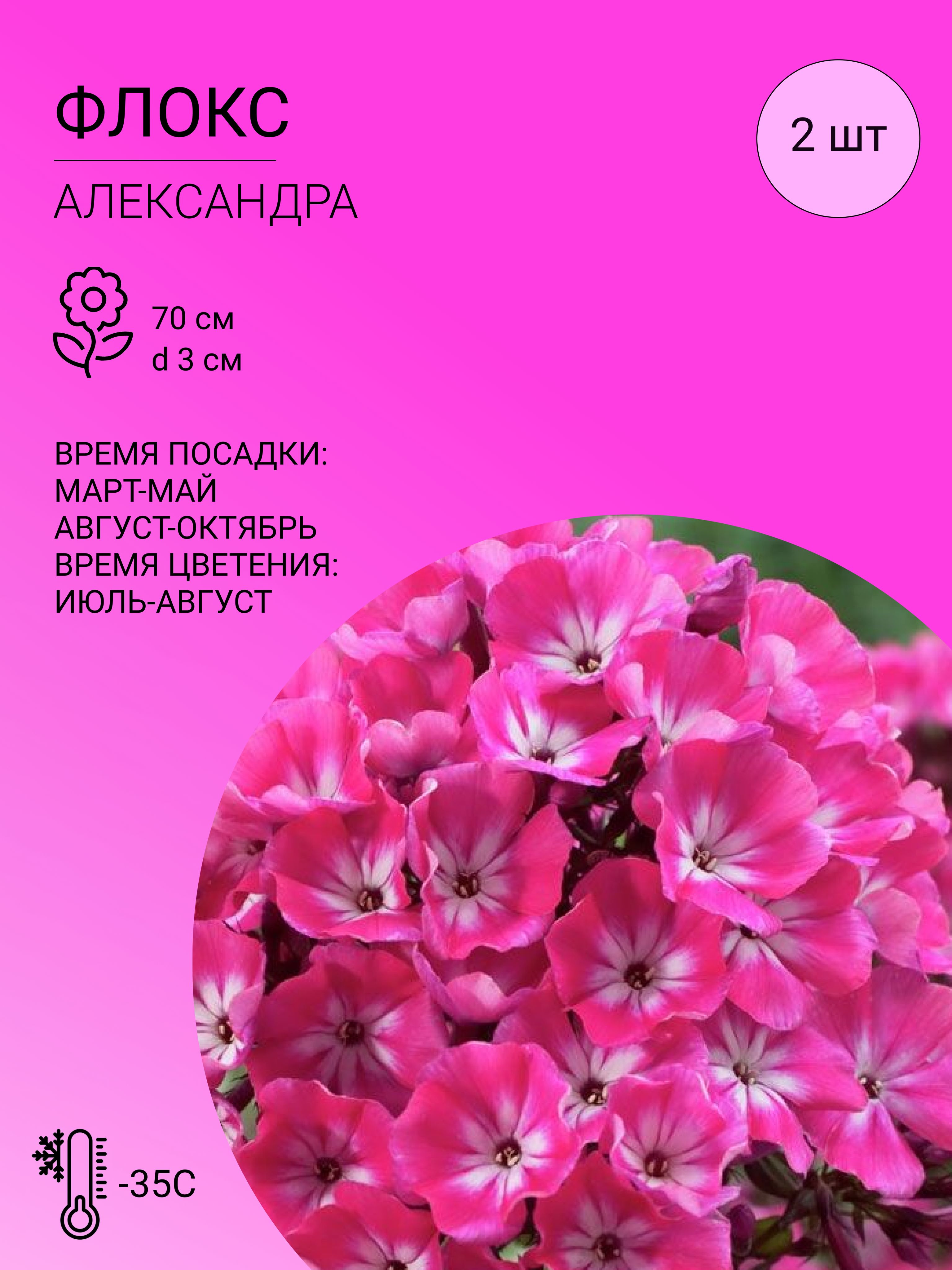 Флоксы характеристика