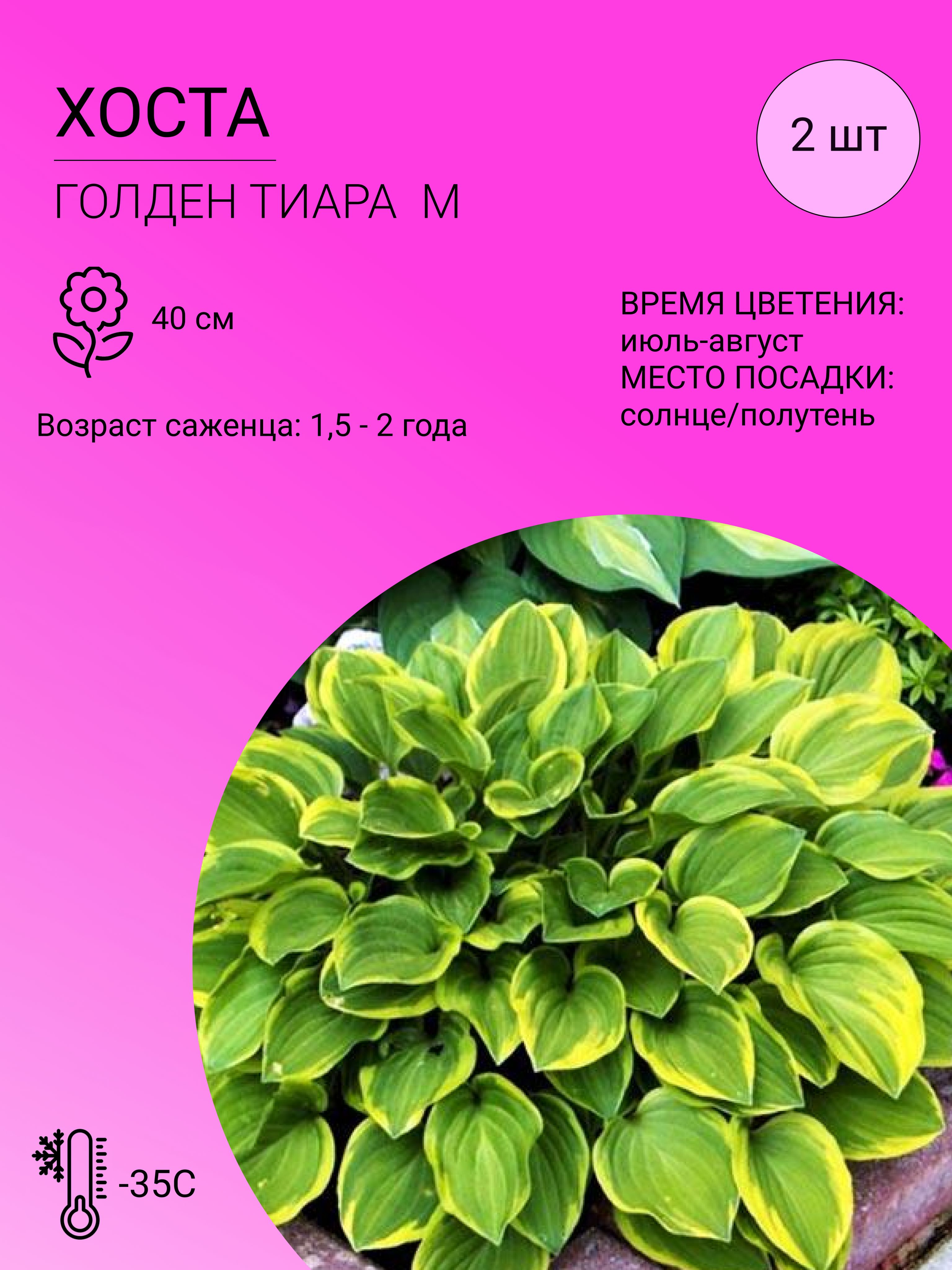 Саженцы Хост Купить В Леруа Мерлен Калуга