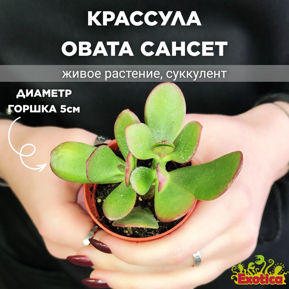 Суккулент Exotica Crassula Ovata Sunset, 5 дм, 01146 шт - купить по  выгодной цене в интернет-магазине OZON (948894426)