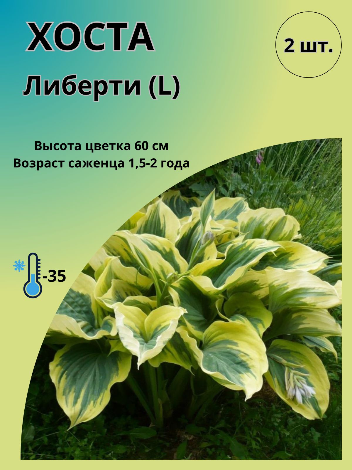 Саженцы Хост Купить В Леруа Мерлен Калуга