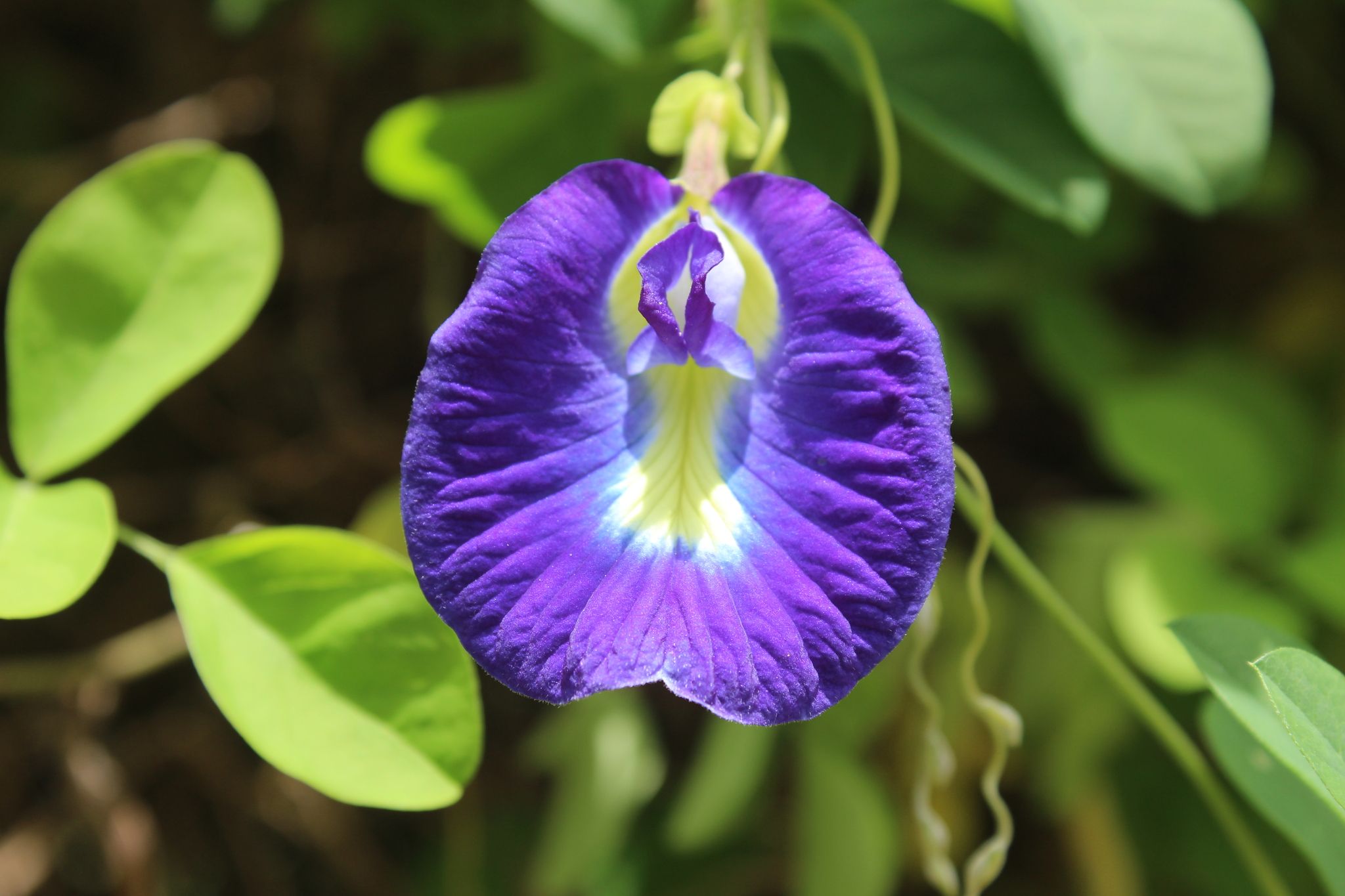 Clitoria Pictures