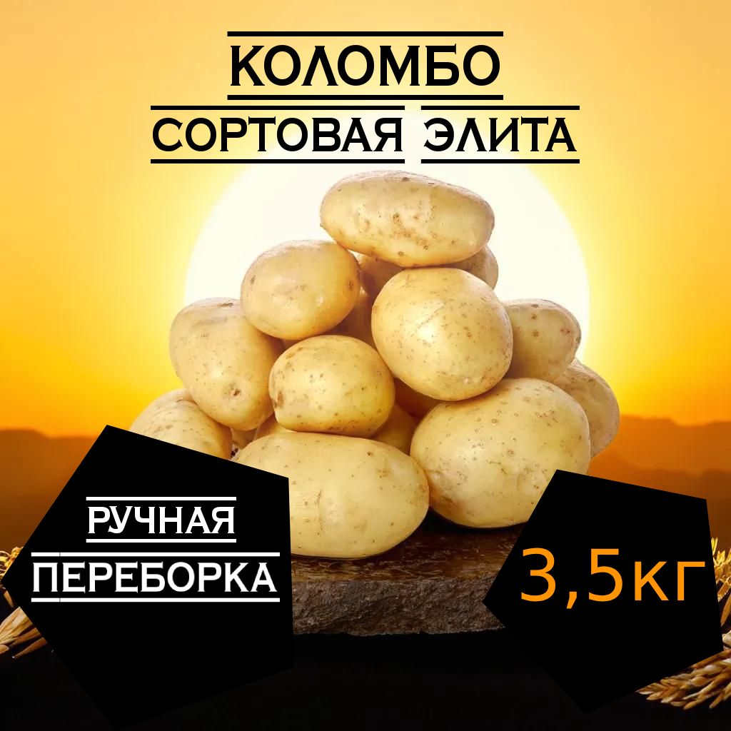 Картофель Коломбо Купить Семена В Москве