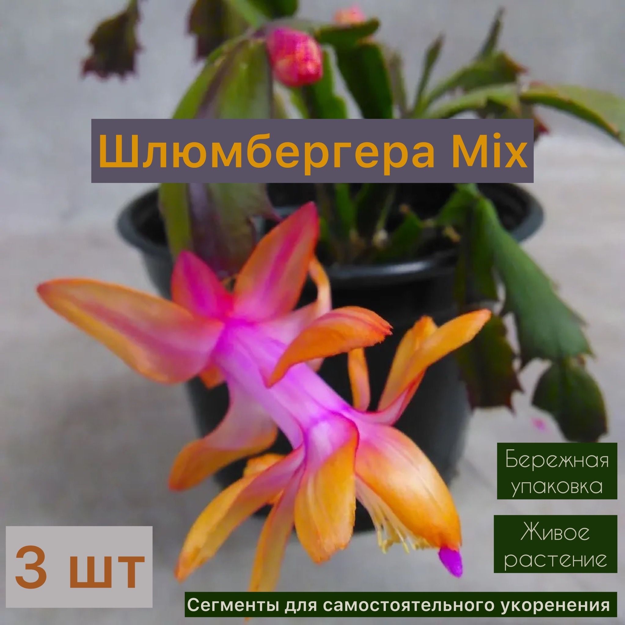 Шлюмбергера, цвет Mix, 3 шт