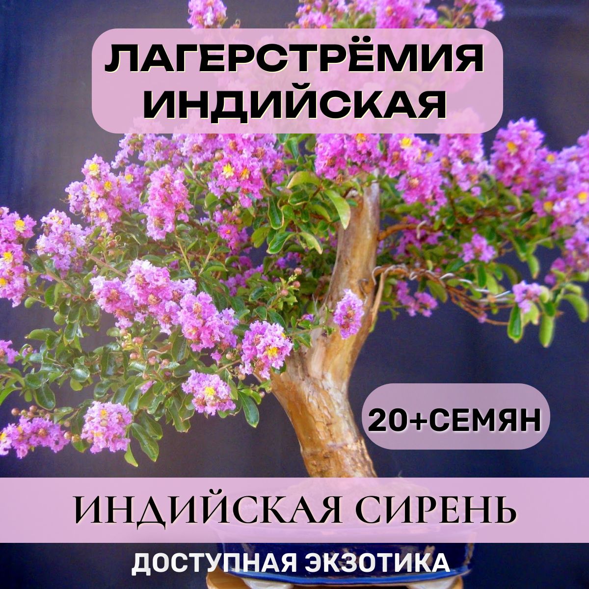 Лагерстрёмия.Индийскаясирень.Семена20+шт