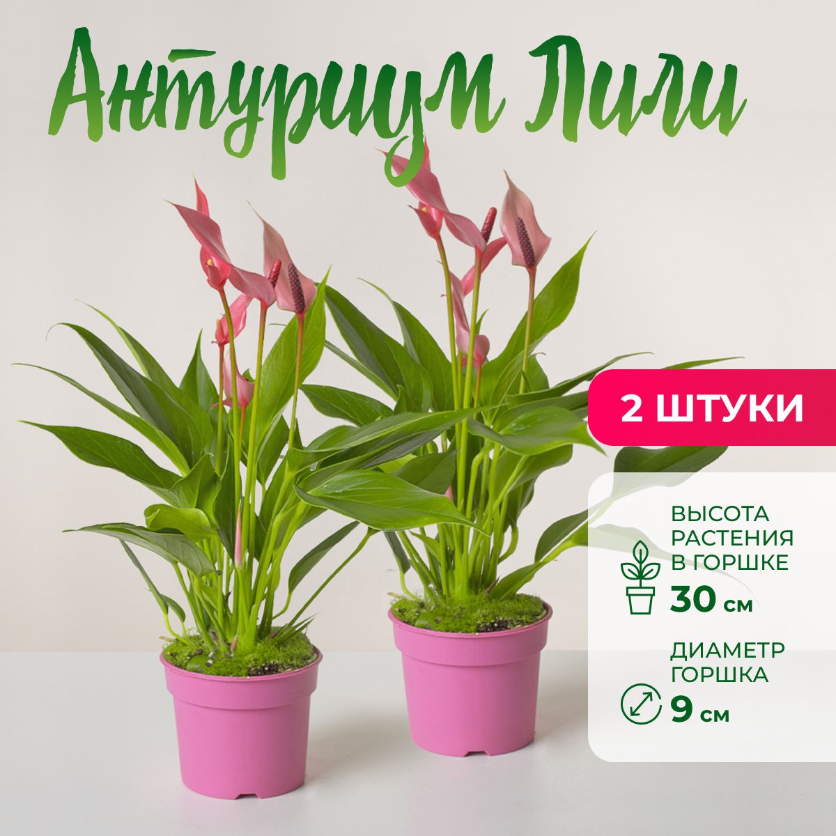 Спатифиллум розовый
