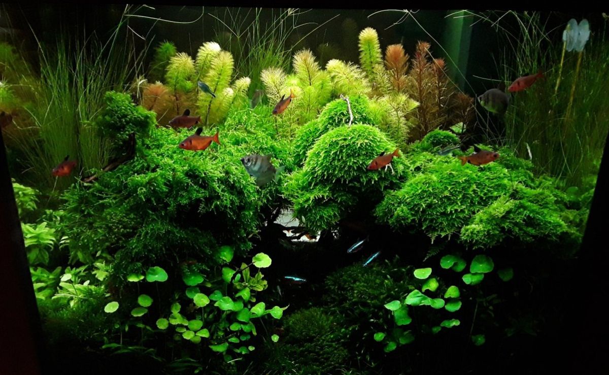 Можно ли мох в аквариум. Аквариумные растения мох ява. Мох яванский аквариумное. Риччия аквариумное растение. Можно ли мох в аквариум.