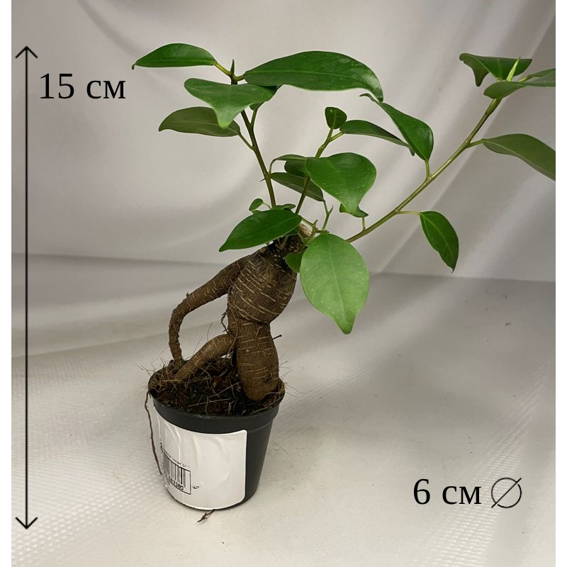 ФикусмикрокарпаГинсенг6/15