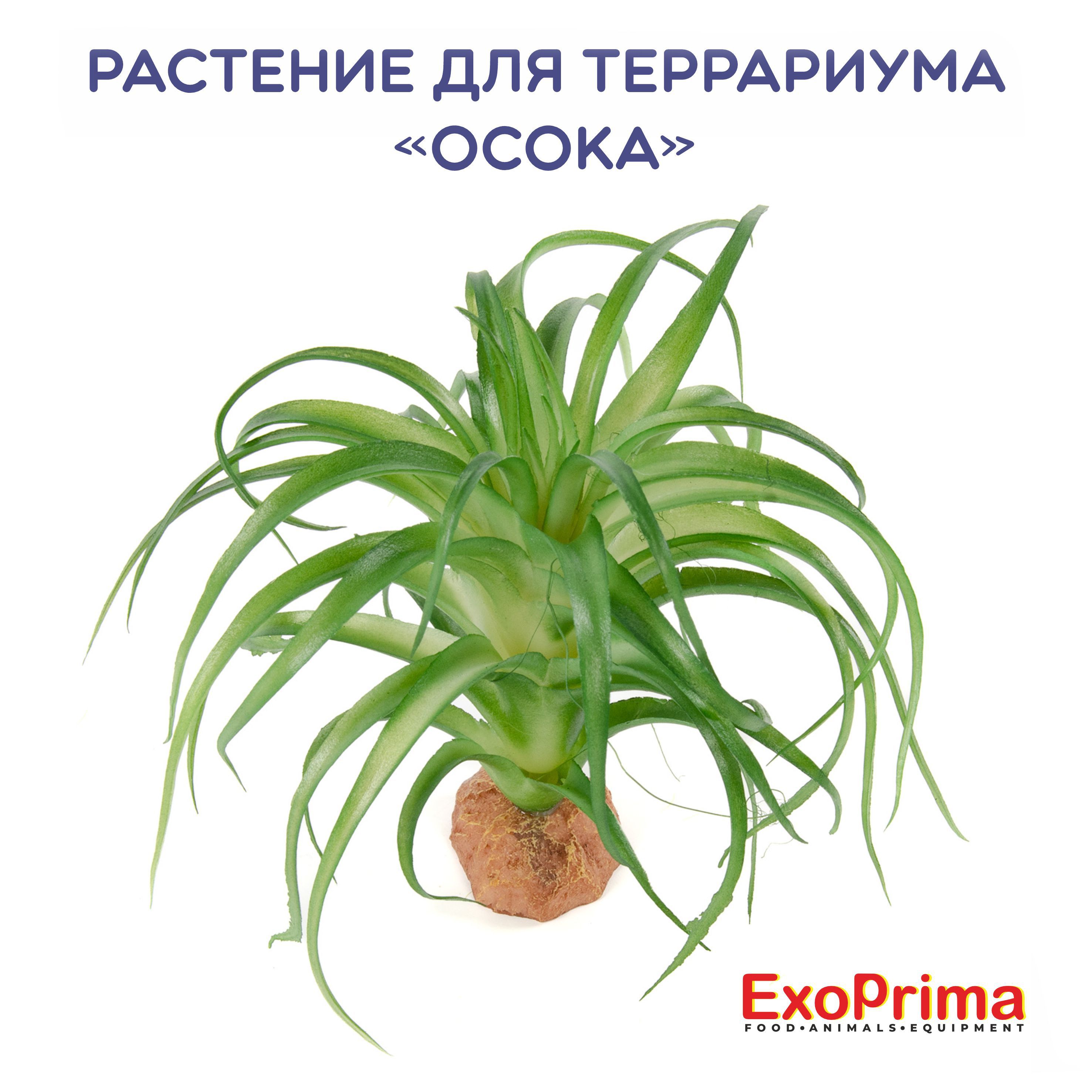 Растение для террариума EXOPRIMA "Осока", 12х12х12см