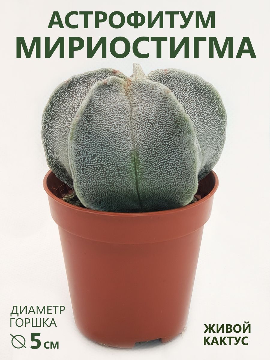 Кактус Астрофитум Мириостигма, D-5 см