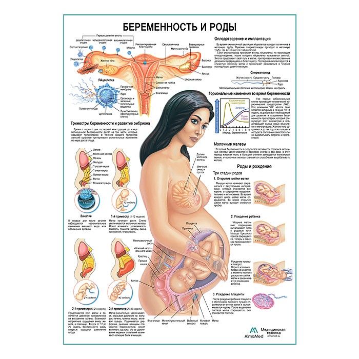 Беременностьироды,обучающийплакат,матовыйхолстот200г/м2