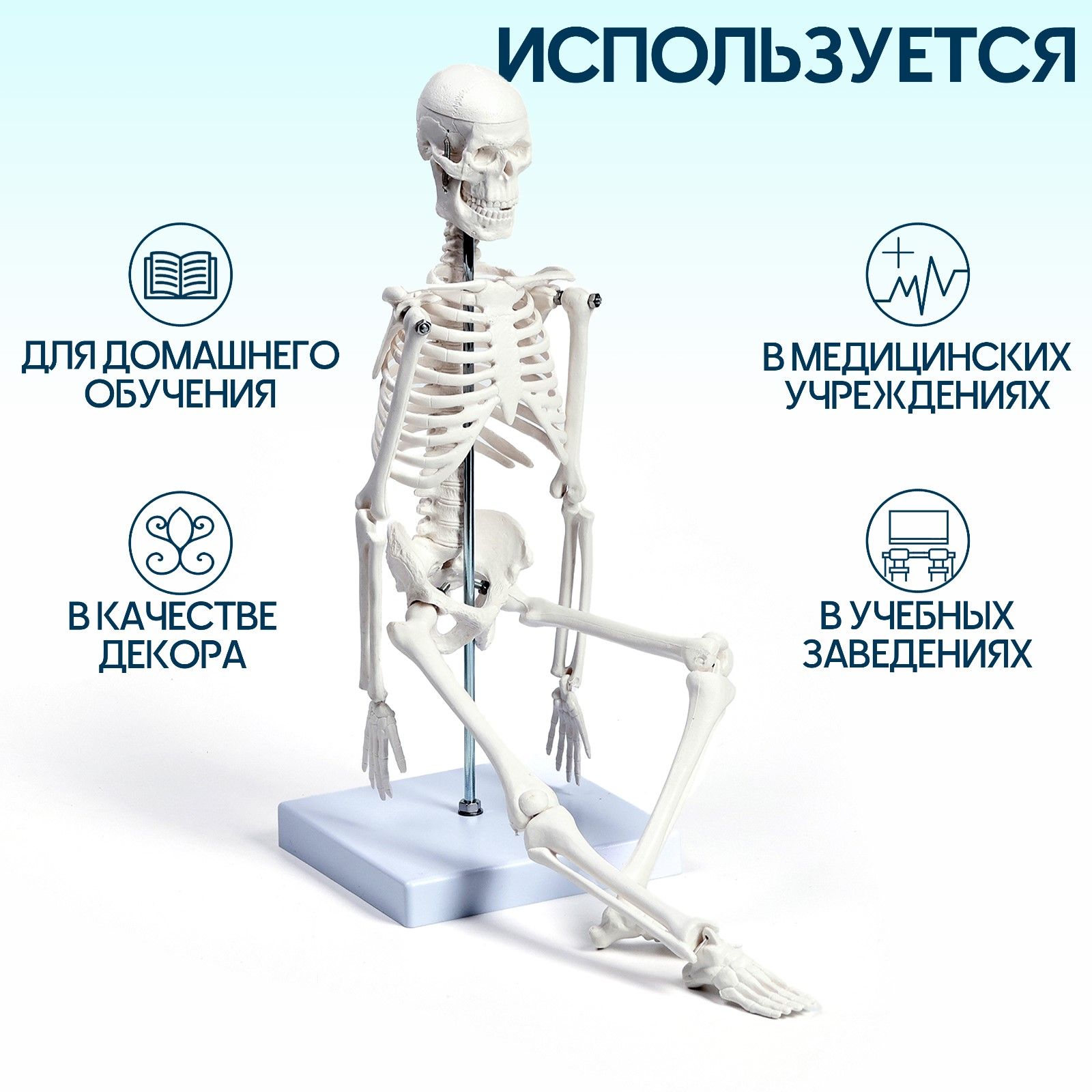 Макет "Скелет...