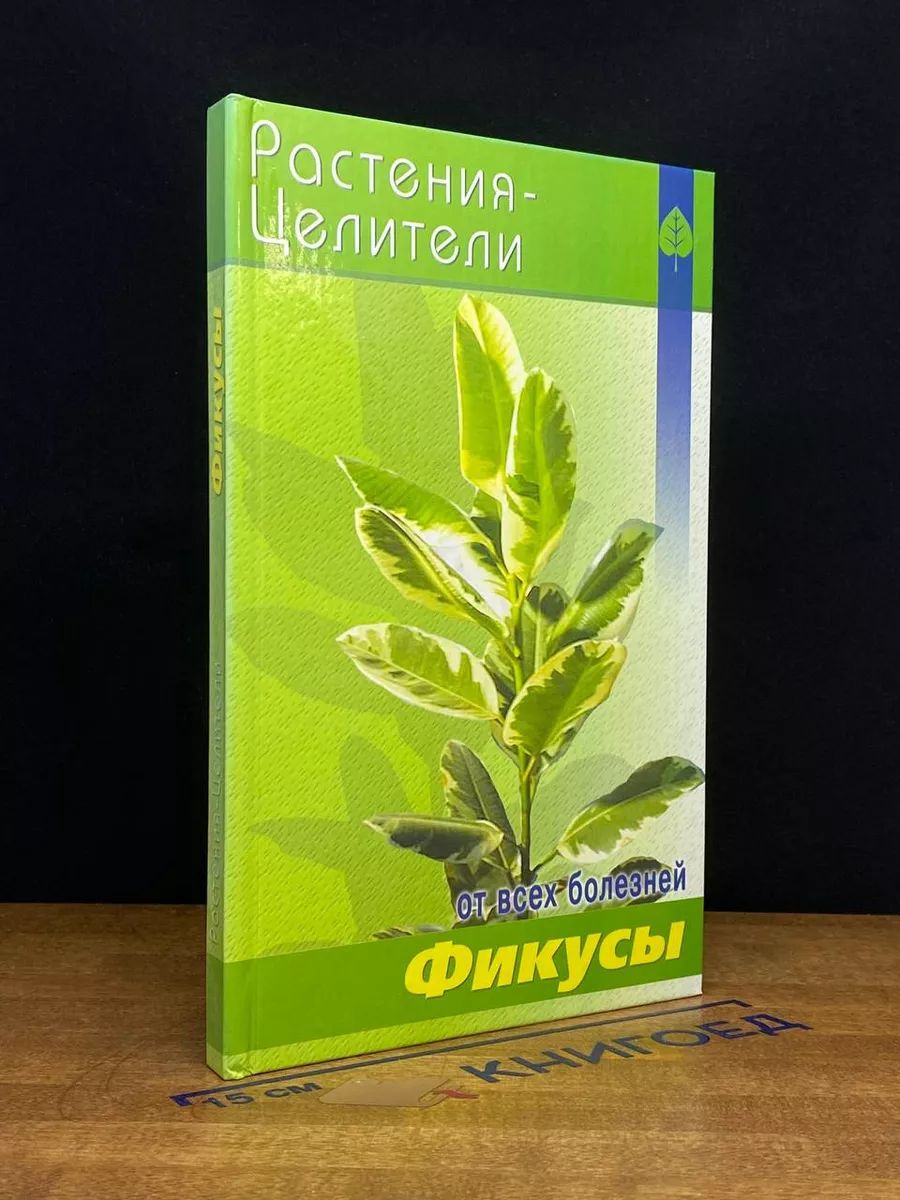 Фикусы